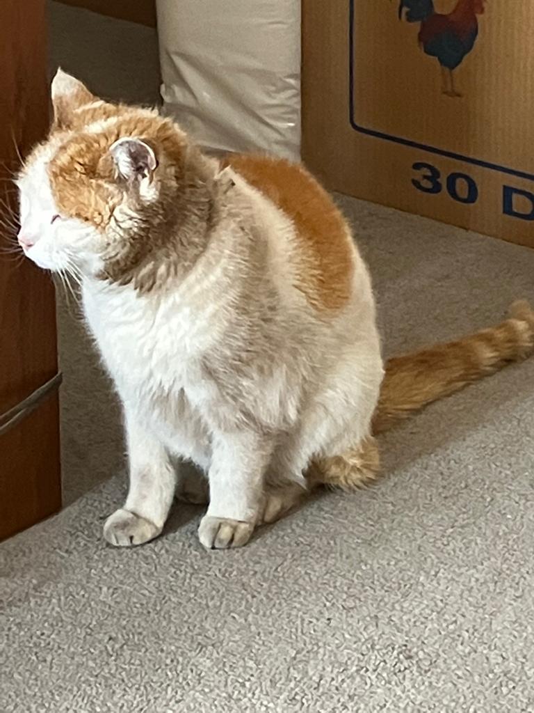 stichof9lives's tweet photo. It must be a Friday thing I am not #mcgrubby I am mcfilthy #Hedgewatch #kikikrugersafari #SuperSeniorCatsClub #TheAviators #CatsOfTheQuarantine #CatsOfTwitter #ambassacats https://t.co/2jVfGMHzUS