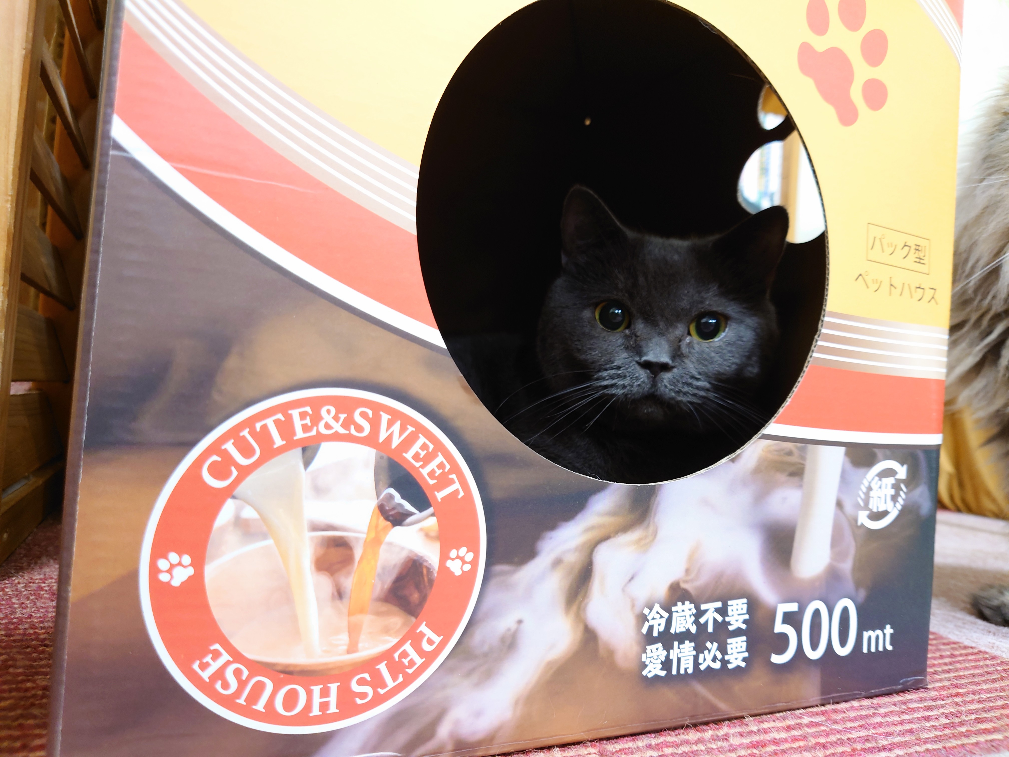 アミューズパーク福島 猫カフェ Kscapf03 Twitter