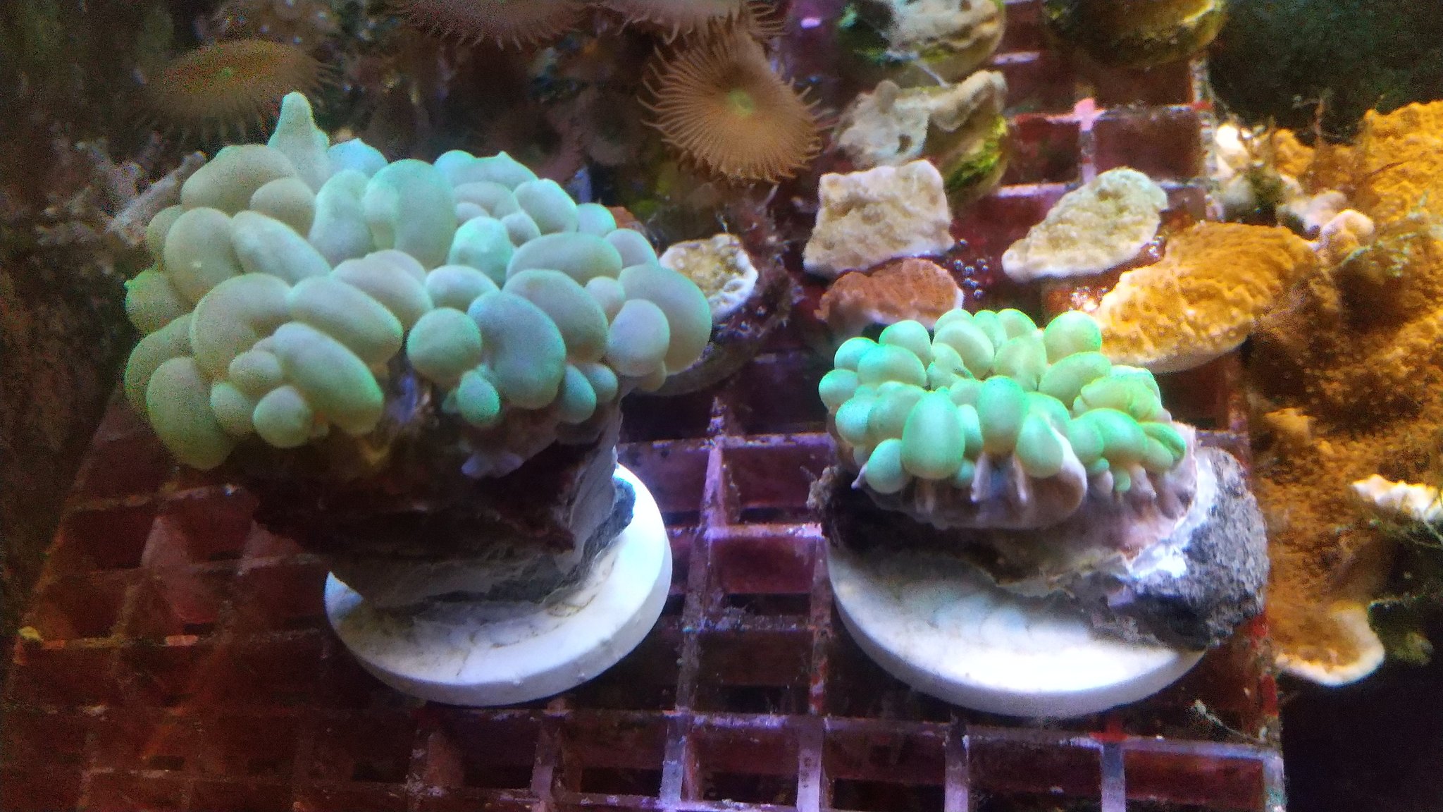 けみがわ観賞魚 フラグサンゴと好気脱窒のケミカン 小泉家 珍しくミズタマサンゴがあったので 入手してみました プクプクになったら出品です T Co Cqpd31a7tf Twitter