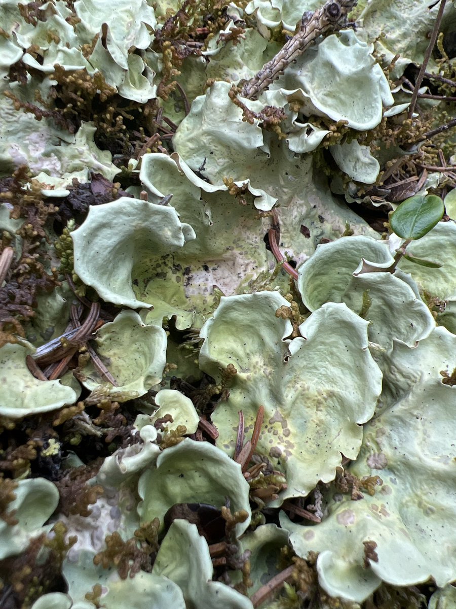 #Botany2022 #Lichen