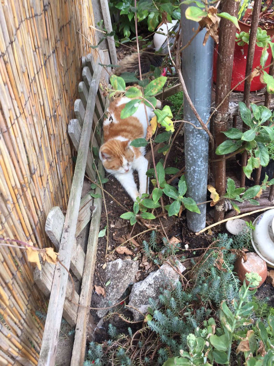BhFeral's tweet photo. I’ve relocated now to a shady spot in the garden #CatsofTwittter #gingercat #felinefriday #garden #honeysuckle #sedums #hedgewatch #Birmingham #girlcat https://t.co/XwfVxVdGfM