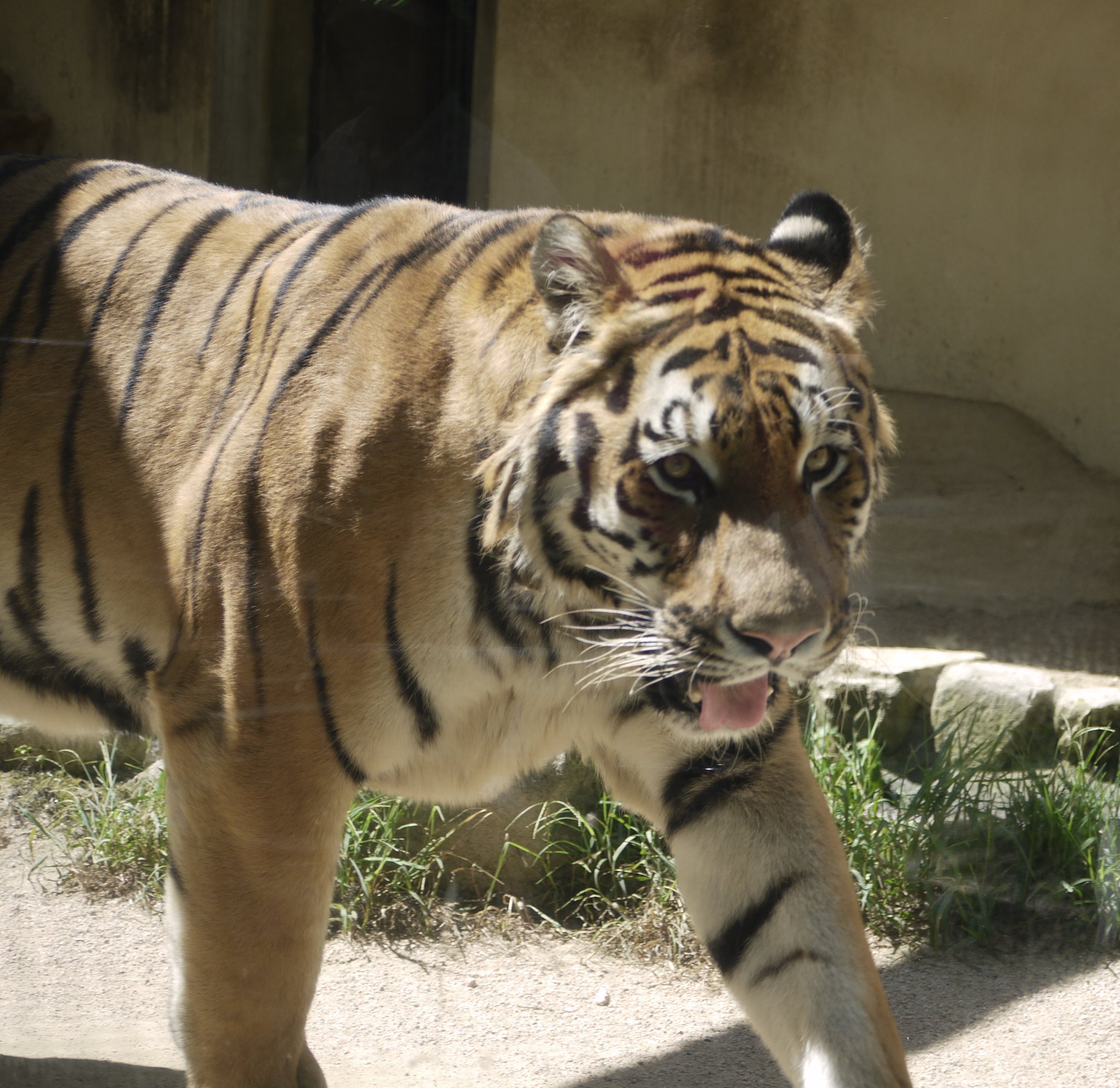 Dd51北斗星北海道4号 世界トラの日 本日7月29日は世界トラの日です トラはアジアに生息する美しい縞模様の大型のネコ科の動物です ネコ科最大のアムールトラ シベリアトラ を含め複数の亜種がいます トラは密猟や森林伐採等により絶滅寸前になっ