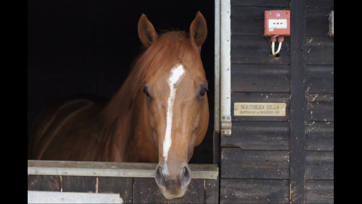 LM Stallions Ltd tweet media