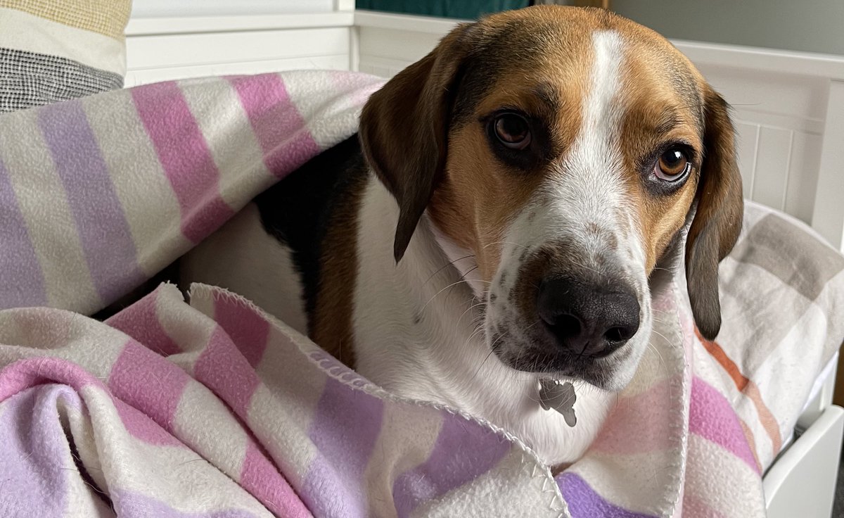 Rachel Williams✈️ tweet media