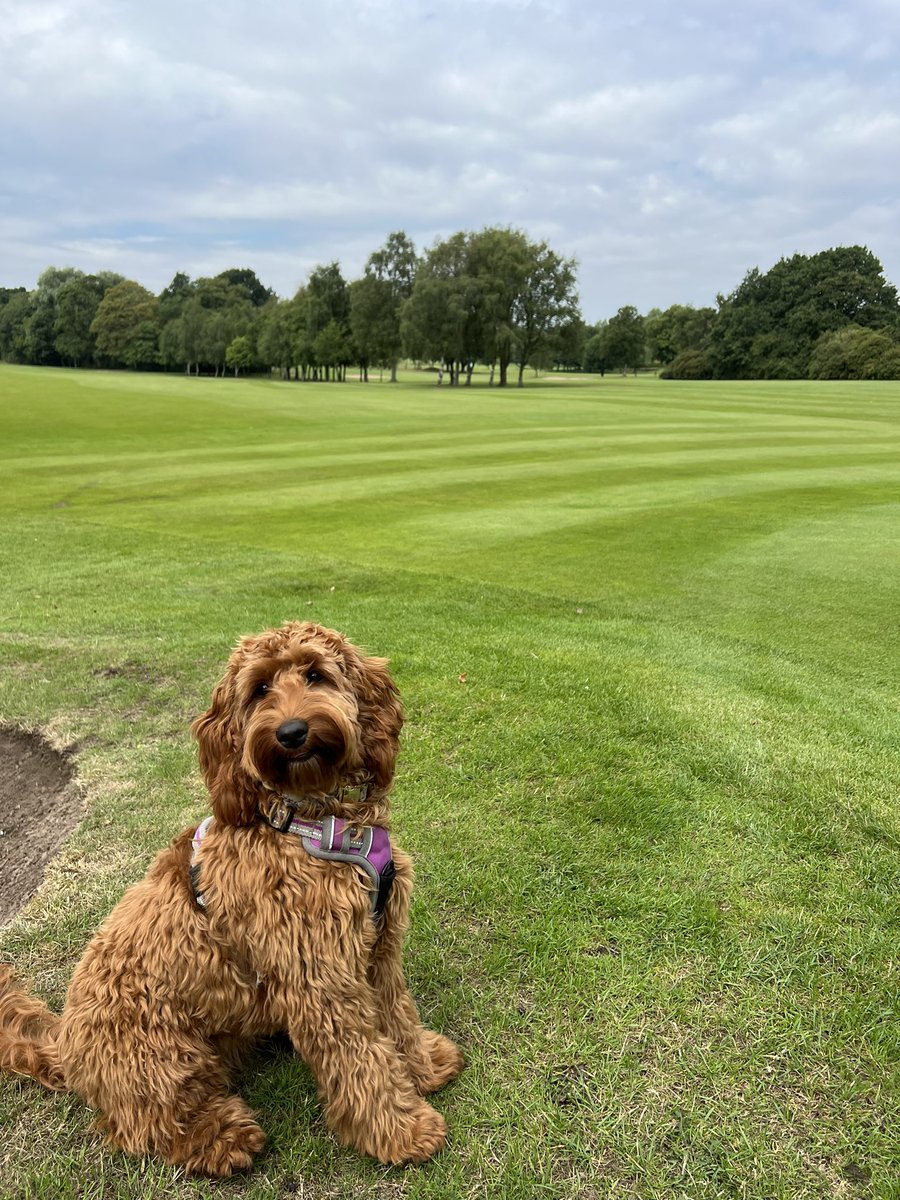 Ashton-in-Makerfield Golf Club tweet media