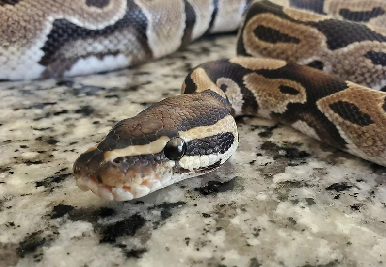 EmeraldScales's tweet photo. Available now! This little ball python was very malnourished when it first came in, and is still considerably underweight. However, it's eaten like a champ every time frozen/thawed rodents have been offered. It's energetic, easy to handle and is overall a very sweet ball python. https://t.co/5AyKHk4dAL
