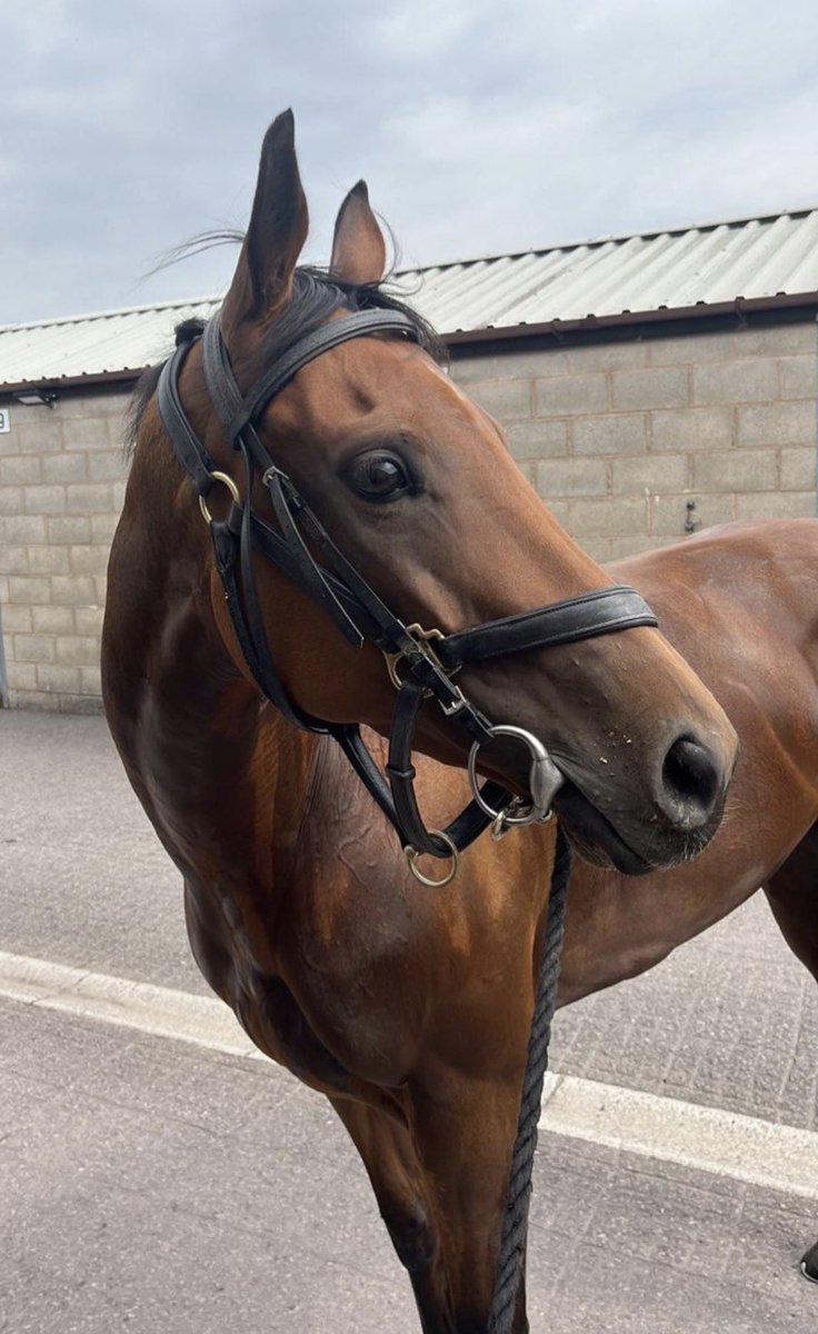 URSAMAJORRACING's tweet image. Still 5% left in Far From A Ruby which is crazy the only shares we have left in any horse. 

She is such a perfect syndicate horse

Like and Retweet this post copying 3 friends and we will give away 2 * 2.5% shares with fees paid until end of the year when we get to 50 retweets