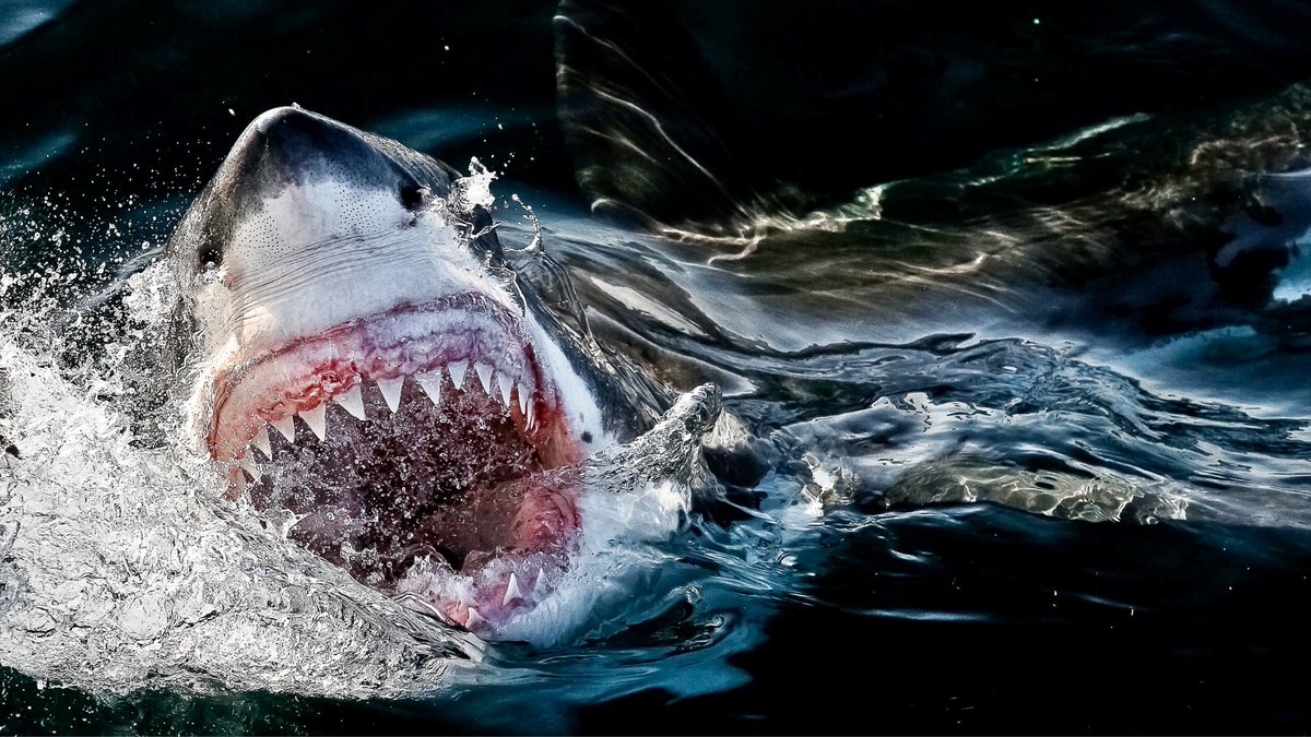 Marine Dynamics tweet media