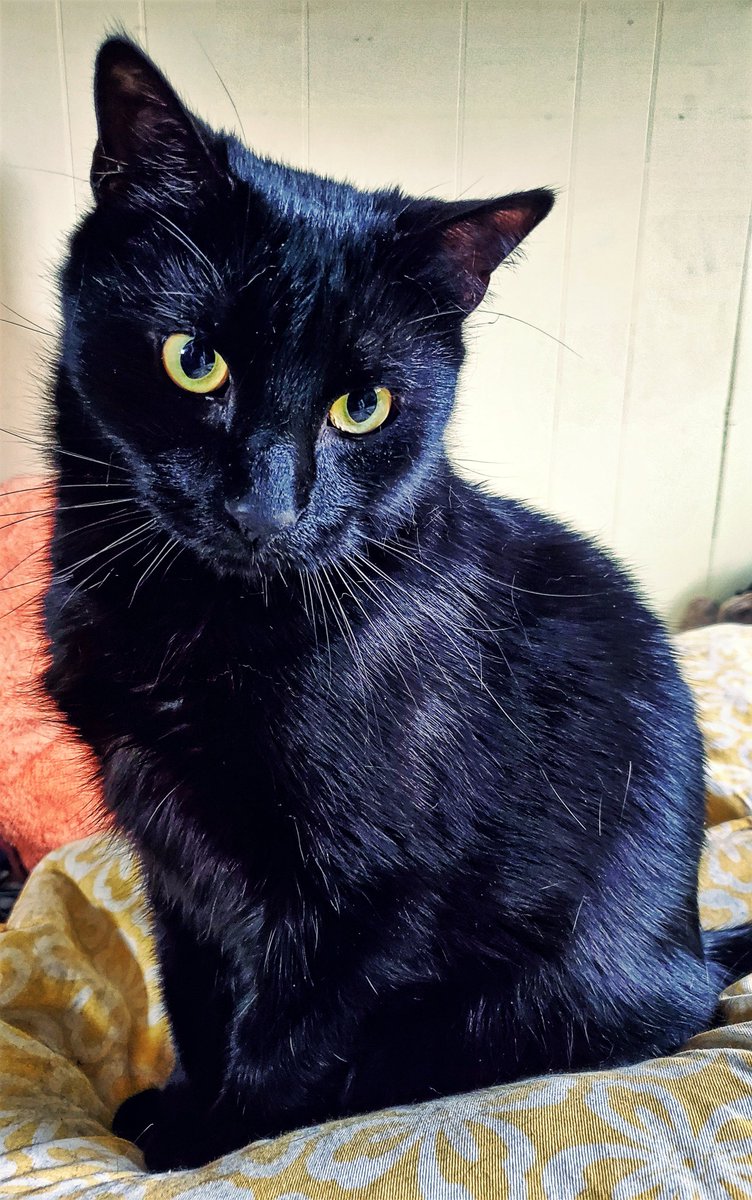 GhostKitteh's tweet image. YAY! Is Furriday! We has had interweb ishues last nite, but am back! Am hopeing efurryone haz a cattastic day today!
#CatsOfTwitter #BlackCat #AdoptDontShop #Cats #BlackCatsOfTwitter #CaturdayEve