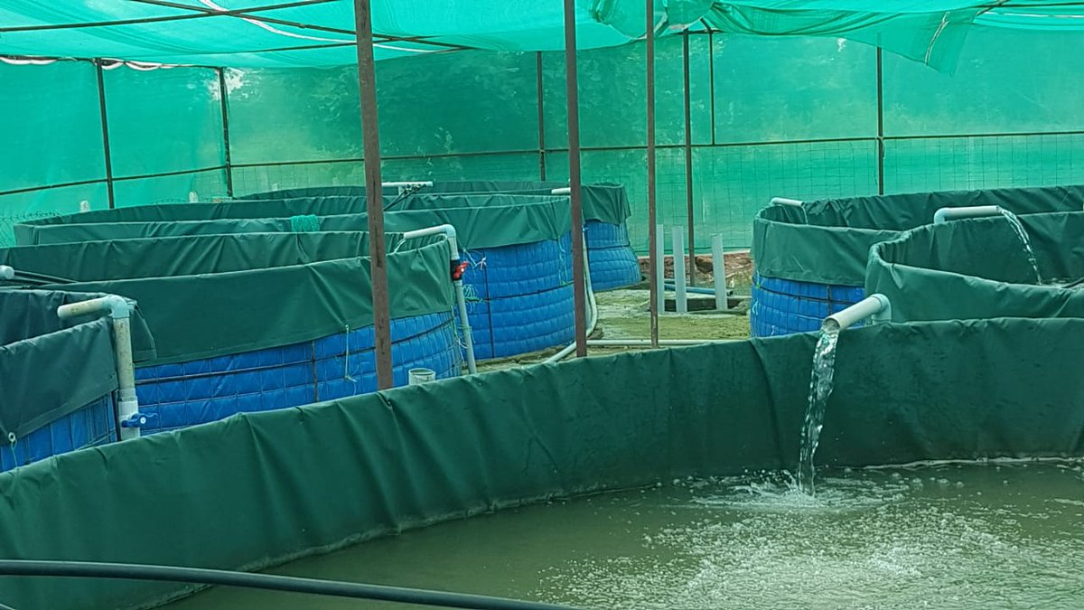 RIPARAIGARH's tweet photo. To promote livelihood of SHGs, #Biofloc pisciculture is promoted in 2 RIPAs of @RaigarhDist with technical inputs from @cg36fisheries. One such unit of 7 tanks has been made in Hirri RIPA of Baramkela Block.
@FisheriesGoI @cgsrlm @ChhattisgarhCMO @DPRChhattisgarh @IASassociation https://t.co/4lN9D3Qceb