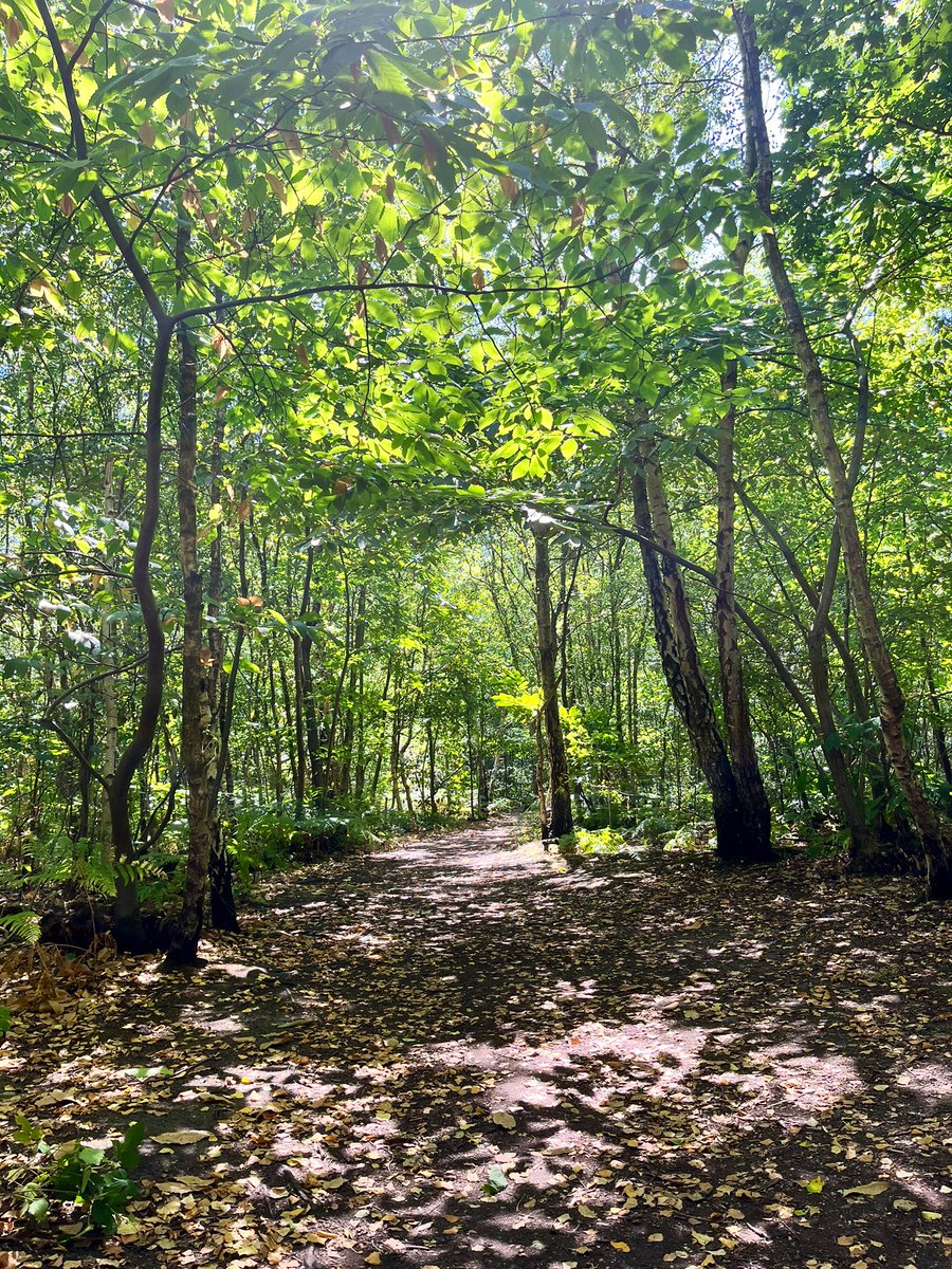 KatieSpencer229's tweet photo. Inspired by #ValHWB & went for a lunchtime run around sunny Blean, 9/10 #wellbeing points 🌳🐞 (1 point deducted because I tripped on a branch and fell over 🤫) #DICECON22 https://t.co/laYYgiXACc