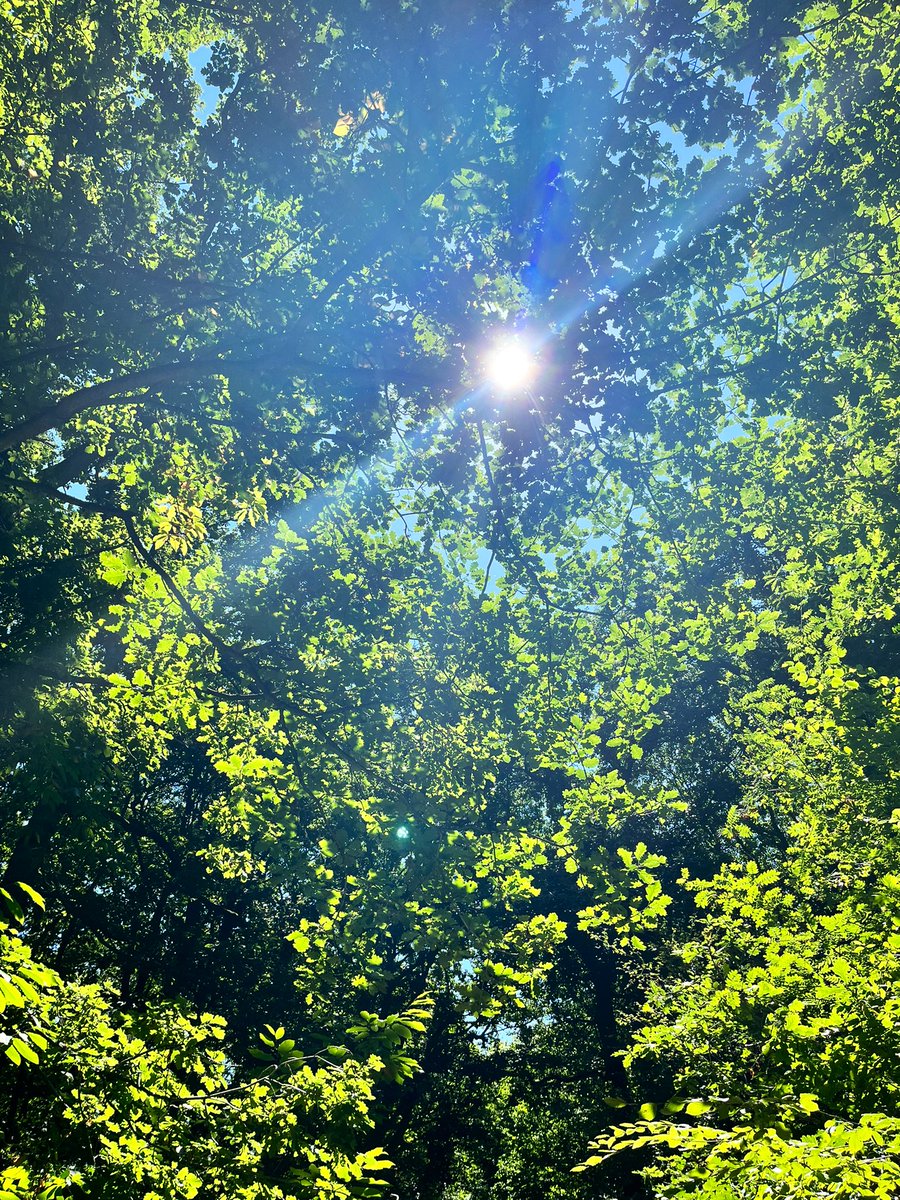 KatieSpencer229's tweet photo. Inspired by #ValHWB & went for a lunchtime run around sunny Blean, 9/10 #wellbeing points 🌳🐞 (1 point deducted because I tripped on a branch and fell over 🤫) #DICECON22 https://t.co/laYYgiXACc
