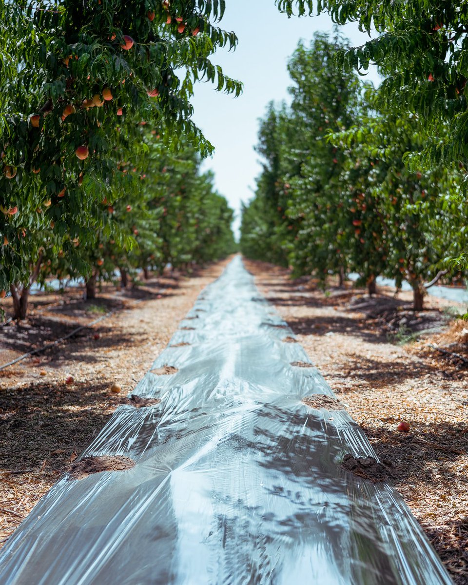 brandtfarms's tweet photo. What is that reflective stuff on the ground? Well, it's a common trick for tree farmers.

Color up is a film that we use to reflect sunlight on the bottom of the fruit. It helps with the color, size, and flavor of the fruit. https://t.co/lbHxVneIoq