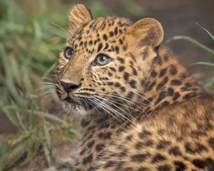 1/6 #DICECON22 #SpsMon2 Hi everyone! I am Olga and I am going to share information about my MSc research. My topic is Action plan for the successful reintroduction of the #AmurLeopard