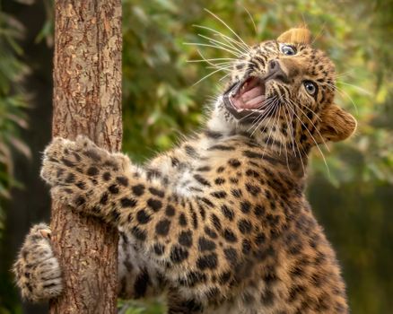 olchimi's tweet photo. 6/6 #DICECON22 #SpsMon2 There is still hope for #AmurLeopard. I trust that results of my study would help with further conservation actions and #AmurLeopard reintroduction would happen soon. My acknowledgment to Simon Black and Jim Groombridge for support with this research! https://t.co/EpdoA4ROjK