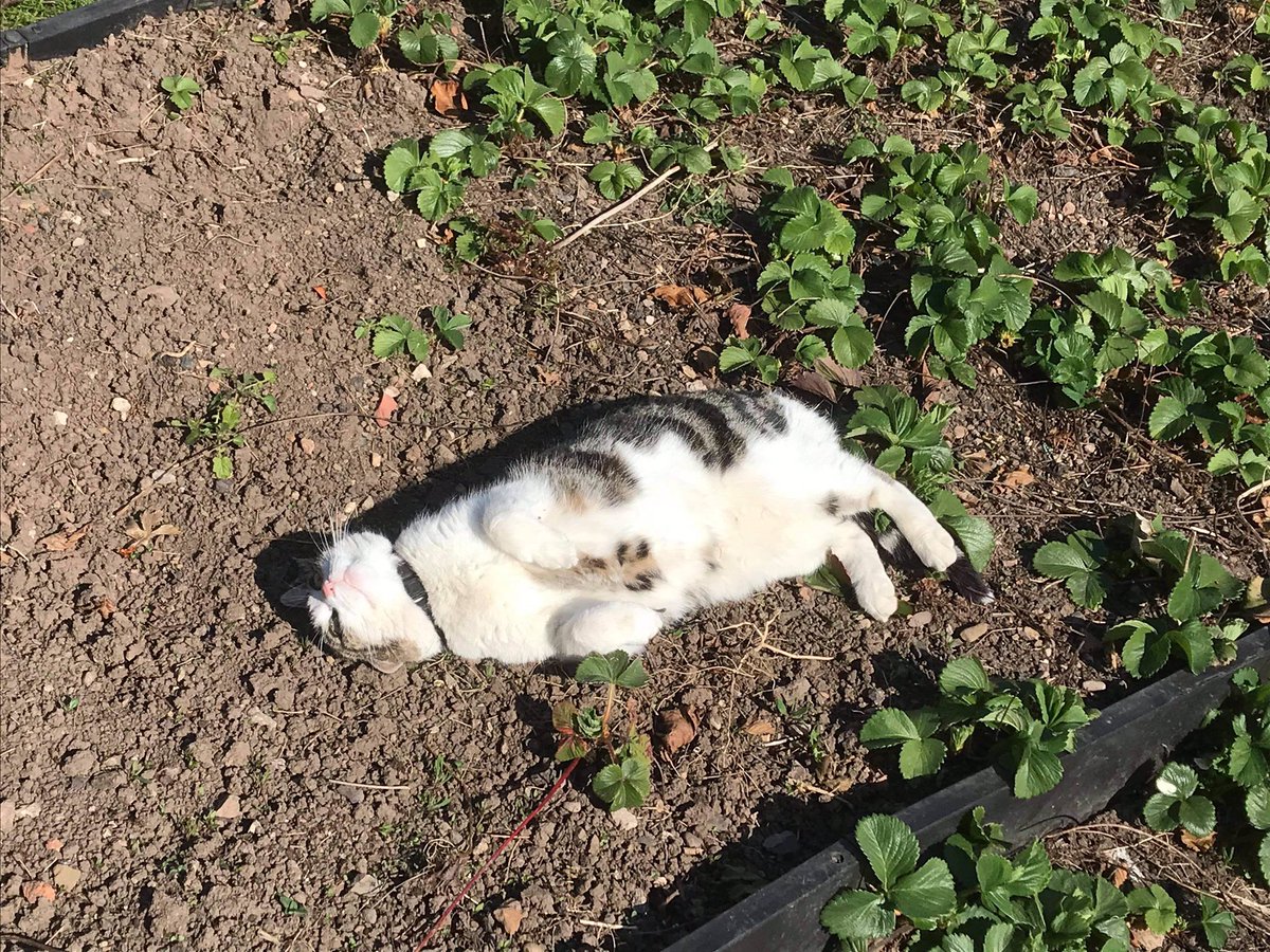 OutwoodsCat's tweet photo. @kikithemau @AlanSla90124663 @duchess_meow @AlmaTheCat1 @Hedgewatchers @AnipalAviators @The_Bollies @AngusMcPussPuss @OssieAndLuna @Angelajester2 @Biscuit_Meow Ok Kiki, don’t worry, a little bit of muck is great for the complexion! 
#mcgrubby https://t.co/D38ktAt6tD