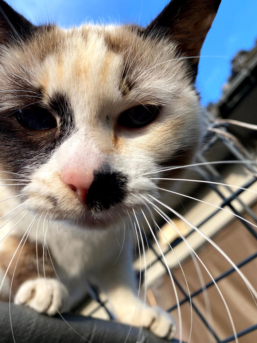 Anzu0520_'s tweet photo. @nvXA9vaTqZGULbD 

いきなりすみません

うちで飼ってた猫に似てて、もしかしてとは思うんですけど、居なくなった時期とか同じです😭

今更なんですが、保護してくださってありがとうございます。 https://t.co/Hgd5nBvKed