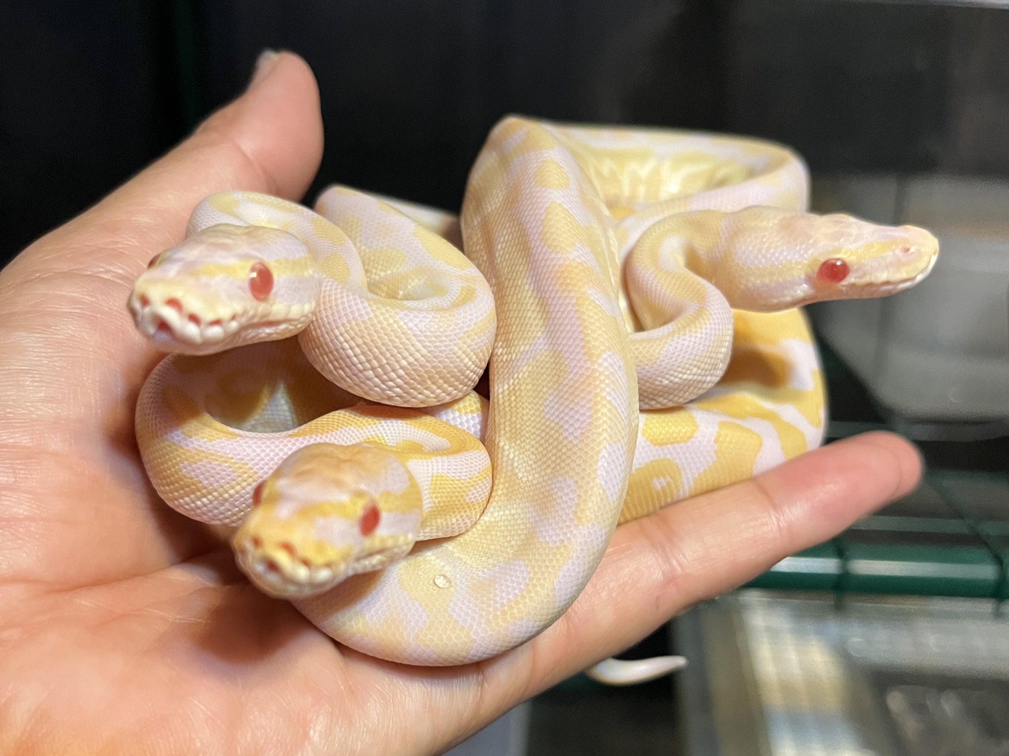 Hebipet ヘビペット ミツマタ おろち丸 ボールパイソン Ballpython 爬虫類 爬虫類好きと繋がりたい 爬虫類好きな人と繋がりたい ボールパイソンブリーダー ボールパイソン繁殖 バタートフィーノ 蛇 おろち ミツマタ T Co