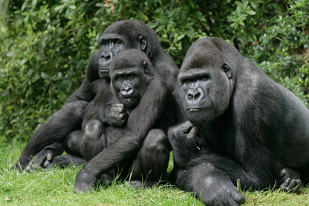 MaddyO831's tweet photo. 1/6 Hi everyone, I’m Maddy! I’m a Conservation Bio MSc student @DICE_Kent! Excited to be sharing my dissertation work on behavioral social competency in captive adult female #WesternLowlandGorillas a #CriticallyEndangered great ape native to Central Africa. #DICECON22 #SpsMon2 https://t.co/iwTgDA1b44