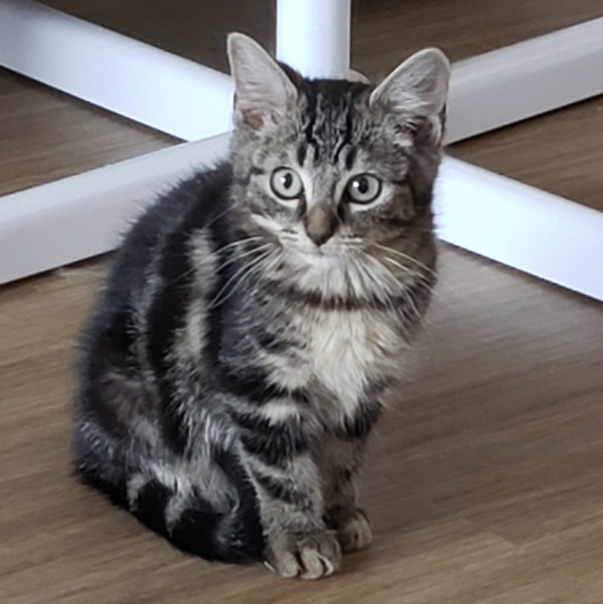 Princessemagic's tweet image. Bon! Il est temps de faire ce thread en prévision de la future mise à l'adoption de mon pensionnaire; Kyo!
Il aura sa dernière dose de rappel de vaccin lundi 8, avec son identification, et sera donc disponible à l'adoption à ce moment là à peu près!
INFOS EN SUITE ⬇️⬇️