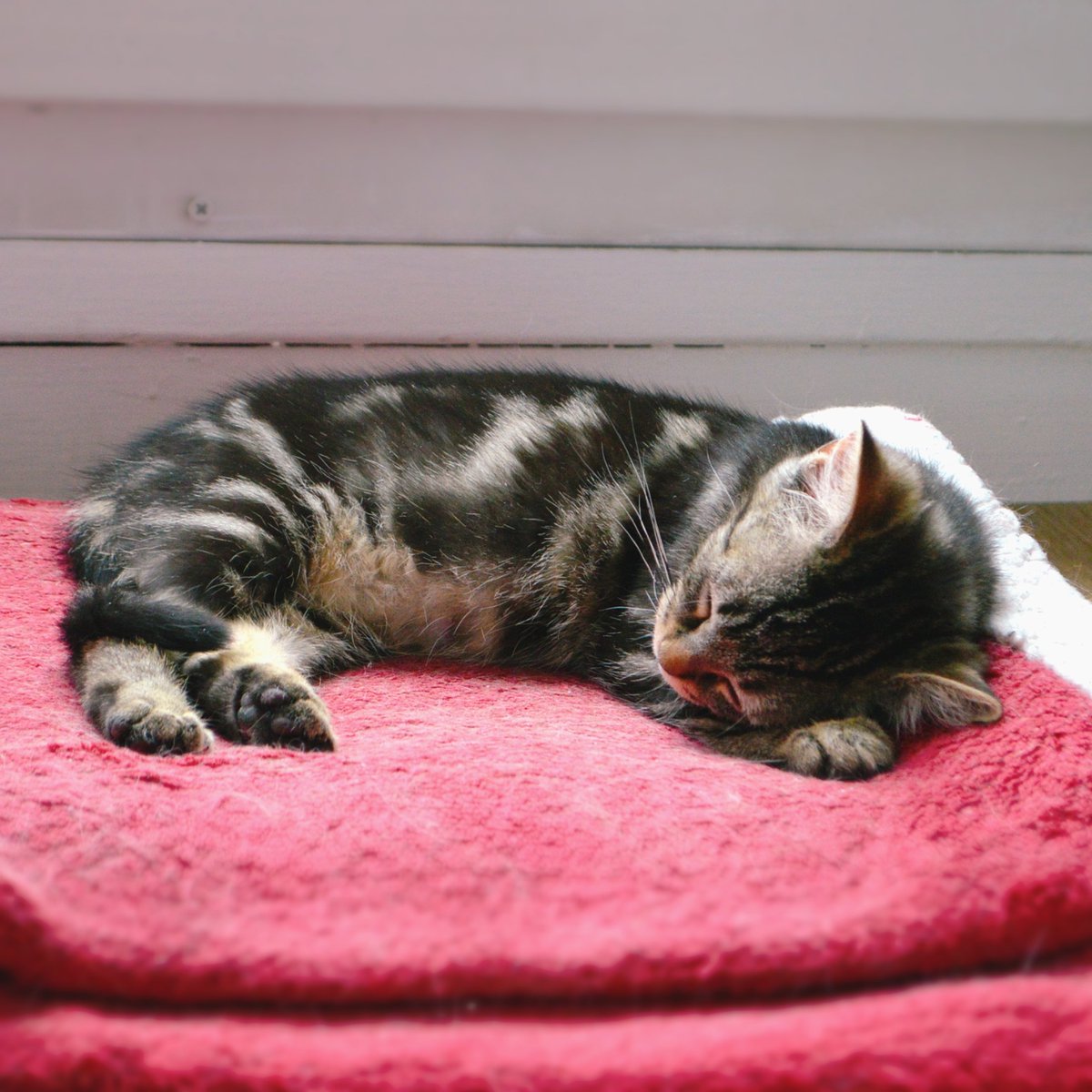 Princessemagic's tweet image. Bon! Il est temps de faire ce thread en prévision de la future mise à l'adoption de mon pensionnaire; Kyo!
Il aura sa dernière dose de rappel de vaccin lundi 8, avec son identification, et sera donc disponible à l'adoption à ce moment là à peu près!
INFOS EN SUITE ⬇️⬇️