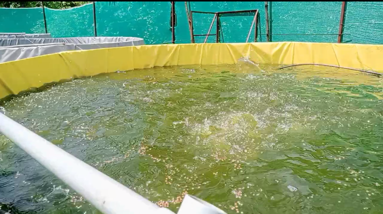 RIPARAIGARH's tweet photo. @RaigarhDist @cg36fisheries @FisheriesGoI @cgsrlm @ChhattisgarhCMO @DPRChhattisgarh @IASassociation Another #Biofloc unit is set-up at Sambalpuri RIPA of Raigarh Block. The women entrepreneurs and their family members are trained on using water testing kits and monitoring various critical parameters of these tanks.
@DAY_NRLM @TRIFoundation @haribhoomicom @GaonConnectionE https://t.co/WHNyFK9mKg