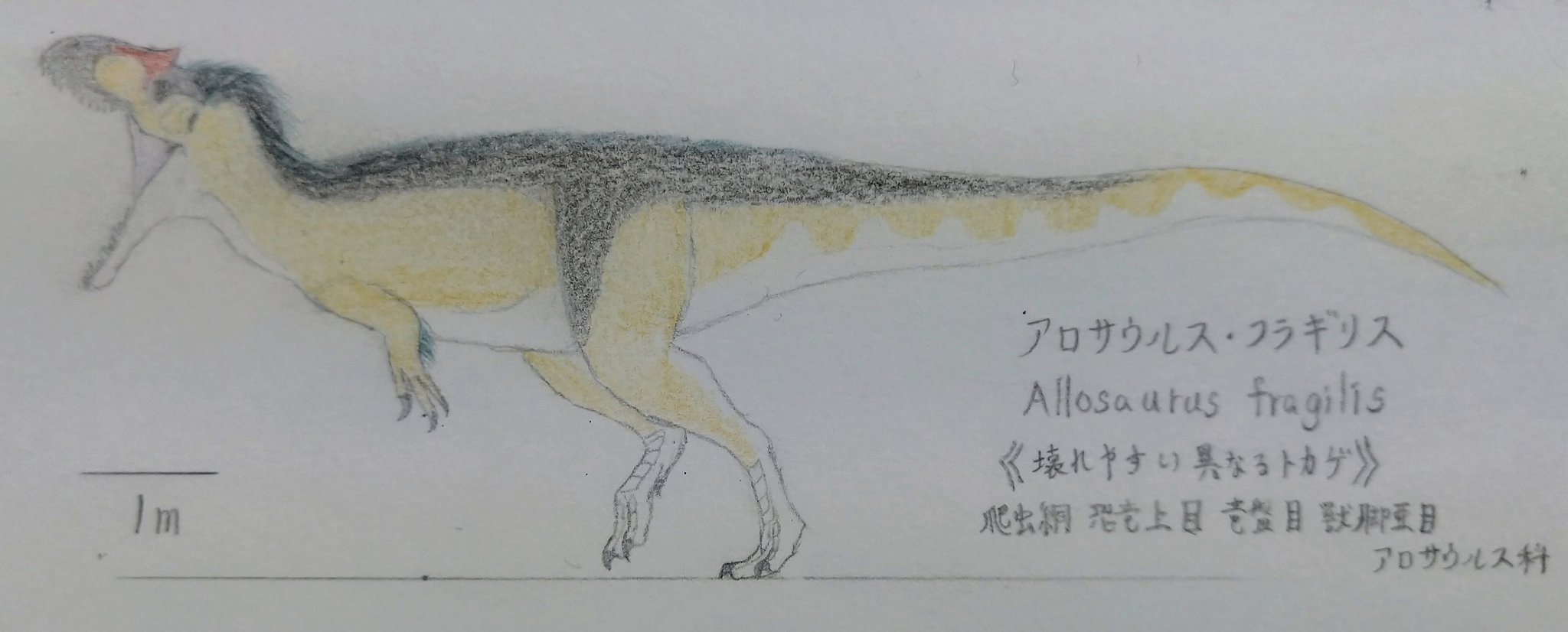 Spinoりん 金曜ロードショー ジュラシックワールド炎の王国 アロサウルス Allosaurus アロサウルス 涙骨が発達した目の前の突起が特徴 噛む力は大きさの割にあまり強くなかったとされ 頑丈な頭骨を生かして上顎を斧のように振り下ろして狩りをしたの