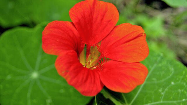 植物のまめマメ知識 Plant Lover 7月29日 誕生花 7月29日の誕生花は ナスタチウム 花言葉は 愛国心 T Co Xumjgzpf7p Twitter