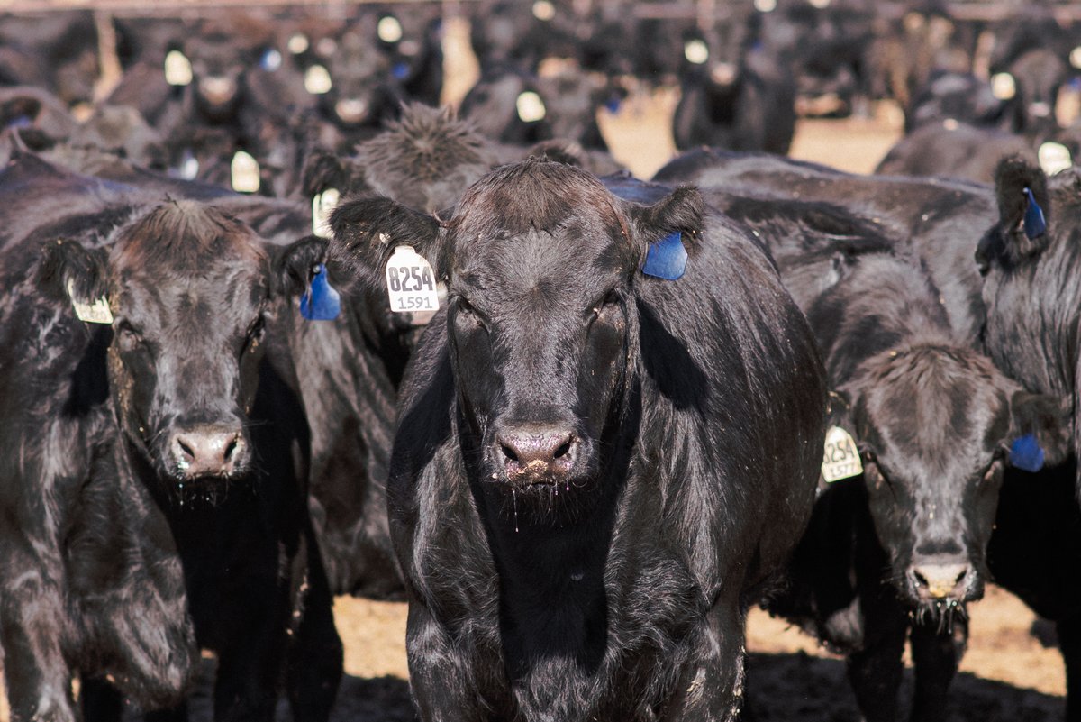 Cattle feeders prioritize facility maintenance and employee safety to ensure that cattle have a positive experience in the feedyard. A calm, non-stressed animal will be a healthy, productive animal. #feedyardfactfriday