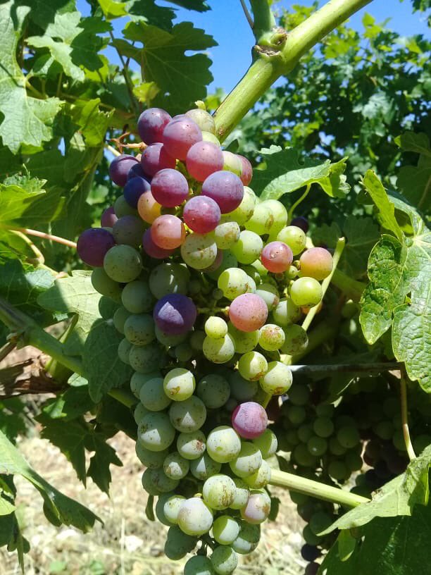 Domaine de Bargylus tweet media