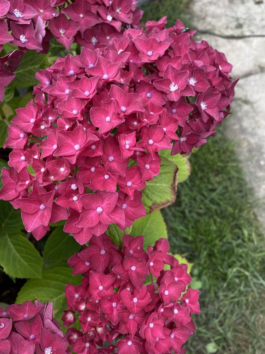 PamHankinson's tweet photo. My Tiger flowers and purple hydrangea, but this is my first flower on my new Buddleia. It’s supposed to have red white and blue flowers for the Queen’s platinum Jubilee but so far only white! Early days. I’ve only had it since Easter 💕 https://t.co/haASjv0bed