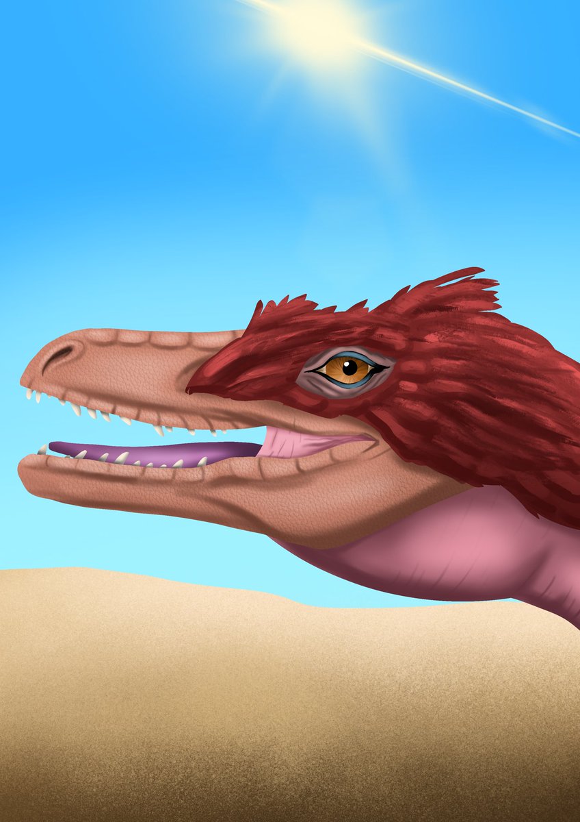 Tomjarobz93's tweet photo. A drawing I did of a velociraptor based on the skull I took a photo of in 2015 at Cardiff Museum. #drawing #dinosaur #velociraptor #procreate #illustration #dinosaurskull #cardiffmuseum #mongolia #cretaceous #museum #prehistoric #raptor #nemegtformation #dromaeosaur https://t.co/SNBFOIWp0U
