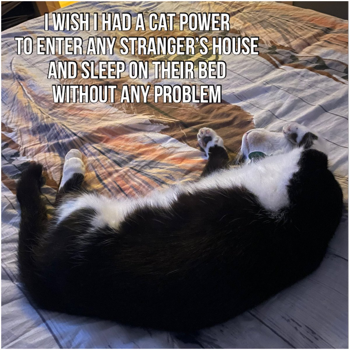 66DeLange's tweet photo. #notmycat https://t.co/j3MSzaSqJR