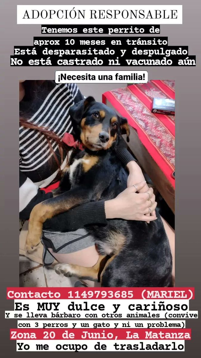 GEPeinado's tweet photo. 🚨🚨 PERRITO EN ADOPCIÓN 🚨🚨 https://t.co/SypDRBAJxS