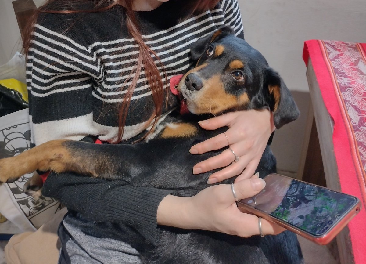 GEPeinado's tweet photo. 🚨🚨 PERRITO EN ADOPCIÓN 🚨🚨 https://t.co/SypDRBAJxS