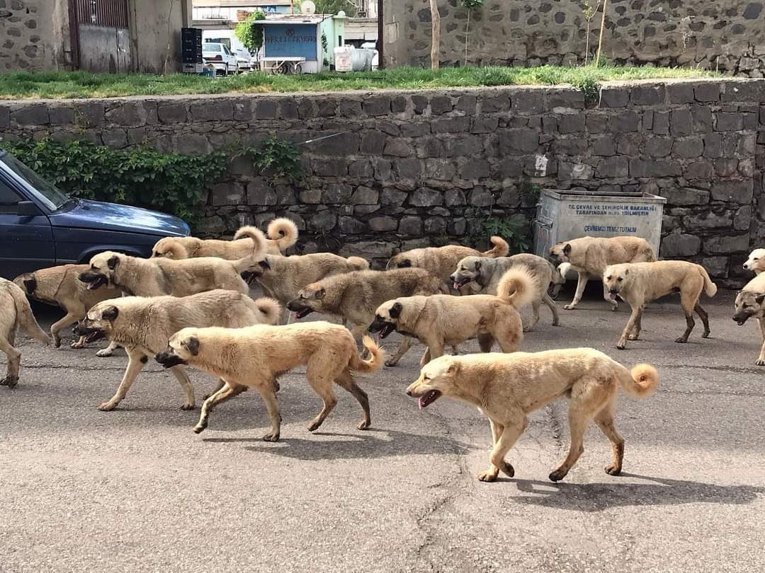 Çoğunluğu çoban/köy köpeğinden oluşan, yırtıcı, tehlikeli başıboş köpek popülasyonu sıfırlanmalıdır

Uyutma olmadan başıboş köpek sorunu çözülemez

Ötenazi mevzuatımızda vardır. Dünyada uygulanan bu yöntem hayvan refahına uygundur

#KöpekleriToplayın sahiplendirilmeyenleri uyutun