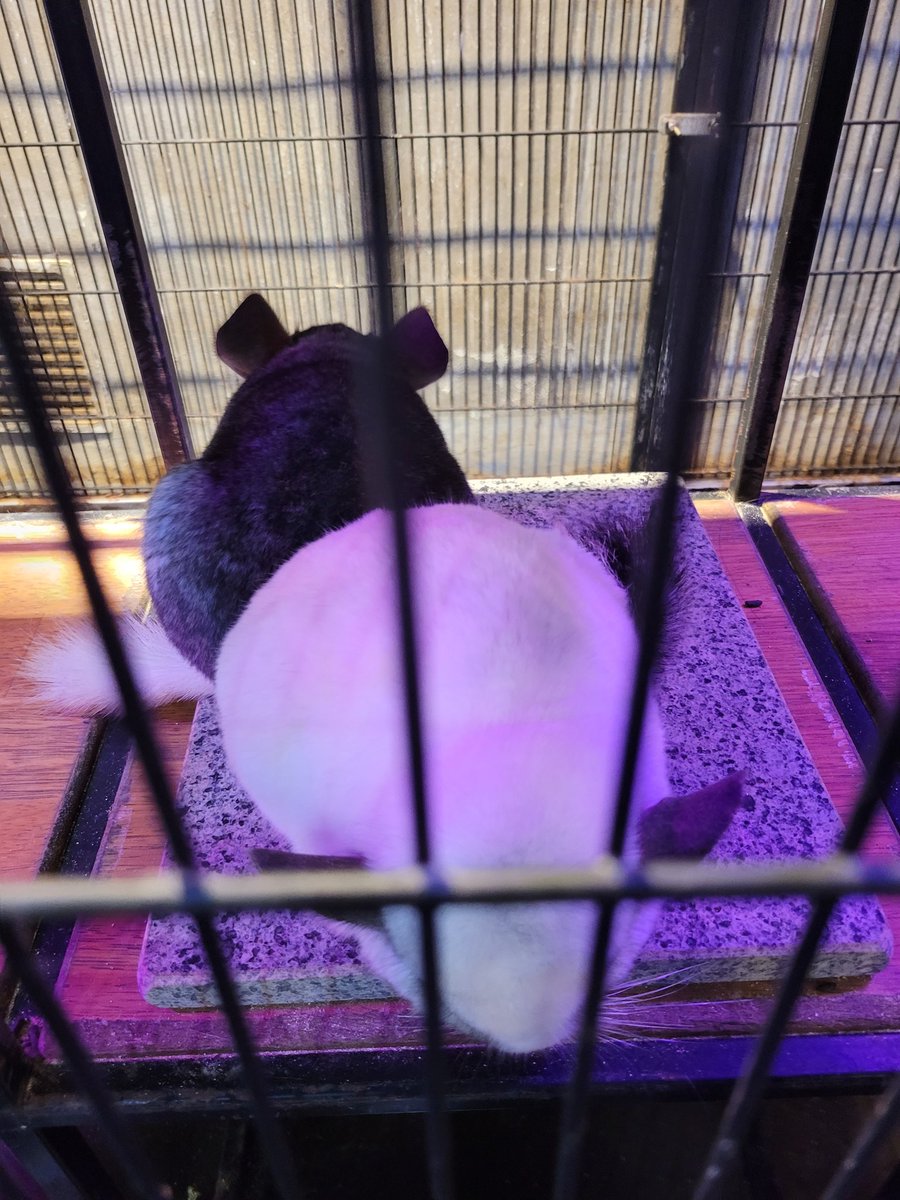 아웅~~복실복실 귀엽잔아!!!!!!!💙💙💙