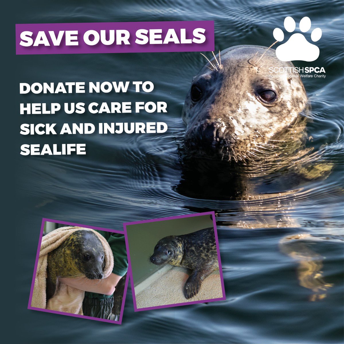 The @ScottishSPCA National Wildlife Rescue Centre is in urgent need of donations. Your donation can help the charity continue their work with wildlife, find out more and donate here: scottishspca.org/saveourseals