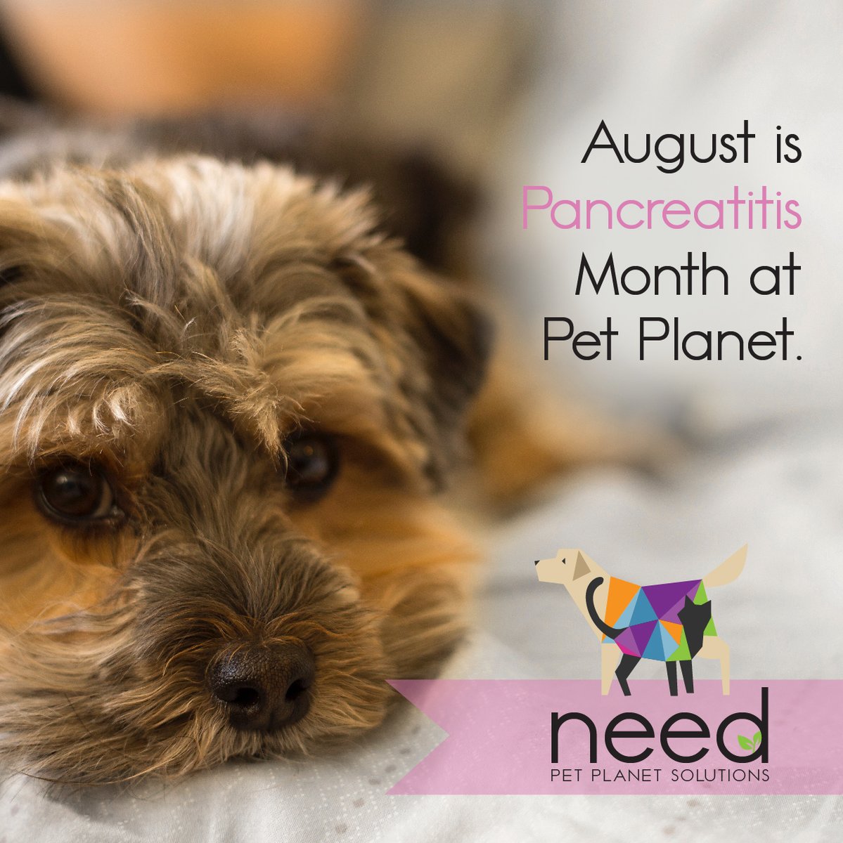 Here's a sneak peek at #August - we'll be talking about #Pancreatitis - from what it is, to diagnosis, and how to help support your diagnosed pet with great products.

(*Pet Planet always recommends you visit your #vet for any health-related issue your pet is facing).