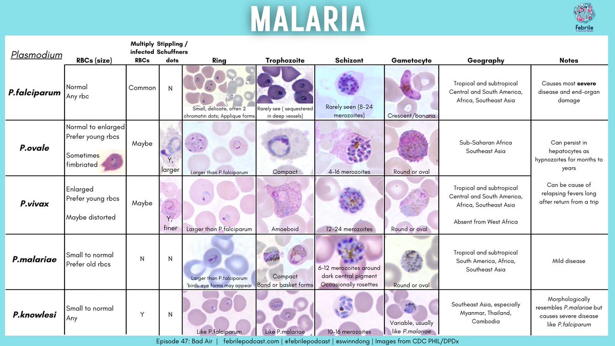 Did you know the name malaria comes from the medieval Italian term mal' aria, or 'bad air'?  Hence the name of our recent episode!

🦟Check out this graphic on malaria to pair with our podcast listen!

#IDTwitter #IDMedEd #TropMed #IDboardreview #microrounds