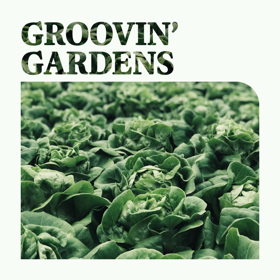jilljdesign's tweet photo. Album cover art — Groovin' Gardens (self titled) https://t.co/3KzvdxHuDV