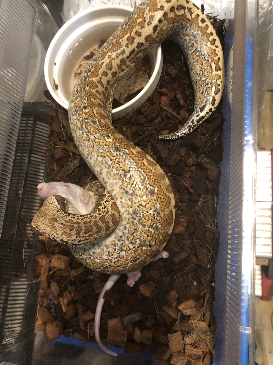 TenwaReptiles's tweet image. 冷凍ならなんでも食べる
今回初冷凍ラットs
バティック100%het T-アルビノ
#ブラッドパイソン
#バティック
#bloodpython