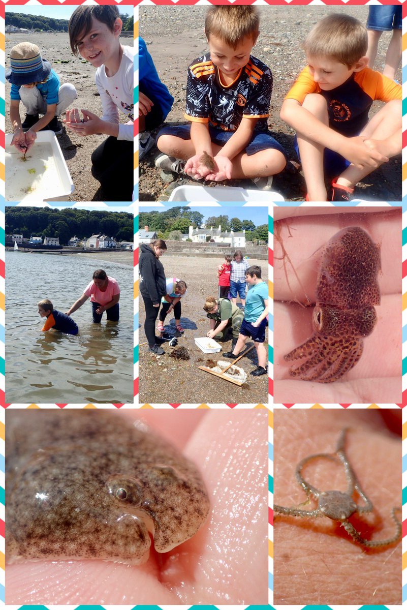 darwincentre's tweet photo. Day 3 of 4 with @PembsScouts. Today we were with 2nd Milford exploring the shallows on Dale beach, more fantastic finds! On Monday we will be with 1st Pembroke 🦀 #NationalMarineWeek #marinebiology #magiclittlegrant #postcodecommunitytrust #pembrokeshire https://t.co/gr22YceVZk