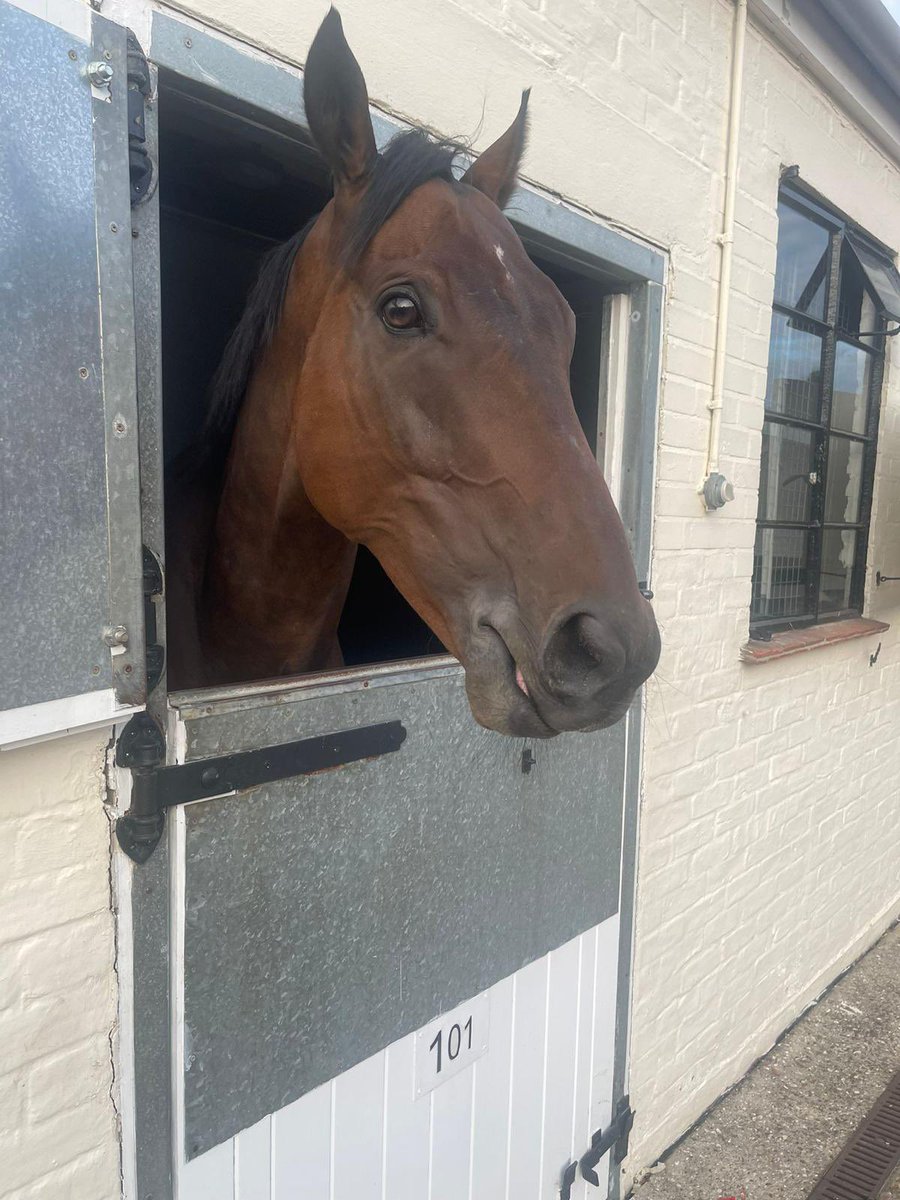 Our superstar Euchen Glen traveled through the night and arrived at 6.30 this morning @Goodwood_Races ! He runs in the @Coral Summer Handicap on the last day of the glorious meeting tomorrow, @PMulrennan rides! #BigAlan