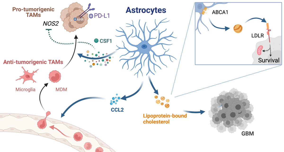 *Free-access link* to our Brain paper, with the amazing @NCIEytanRuppin, on the critical role astrocytes play in #BrainTumor. Key insights into astrocyte control of the metabolic and immune cross-talk in #Glioblastoma TME. academic.oup.com/brain/advance-…