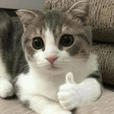 ً (@taebincats) on Twitter photo 