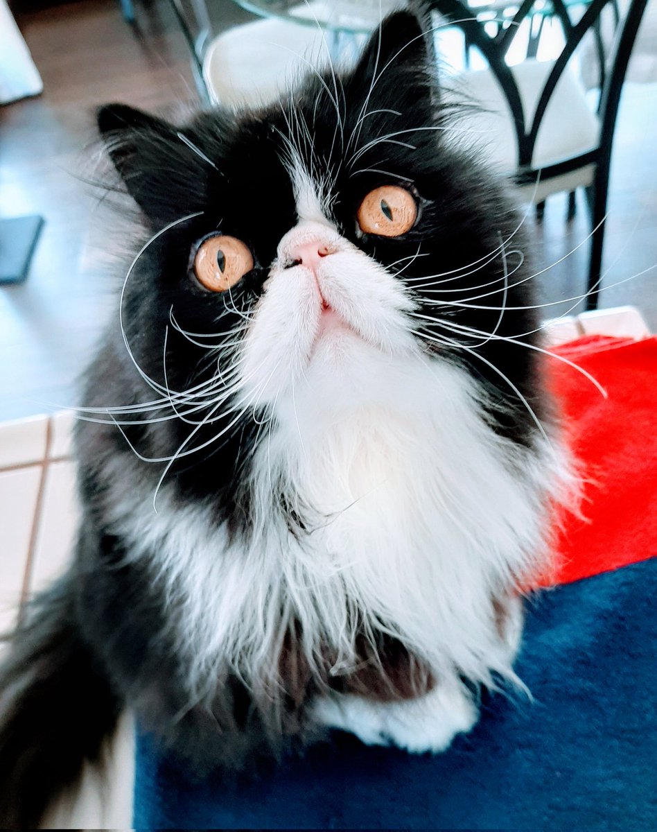 RobFactor's tweet image. Like so many of you have experienced, the unfathomable happened to me today and I lost my dearest friend, little Zhukov (aka &quot;Goodie&quot;). He passed so very peacefully at 11:31am and I&apos;m eternally grateful for that. RIP, my bestie. You have been an incomparable joy to me. 🥺