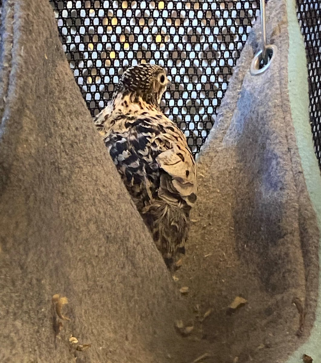 Indy has decided to have a bit of quiet reflection this evening. 🖤
#bird #birds #birdlover #quail #birdwatching #birdphotography