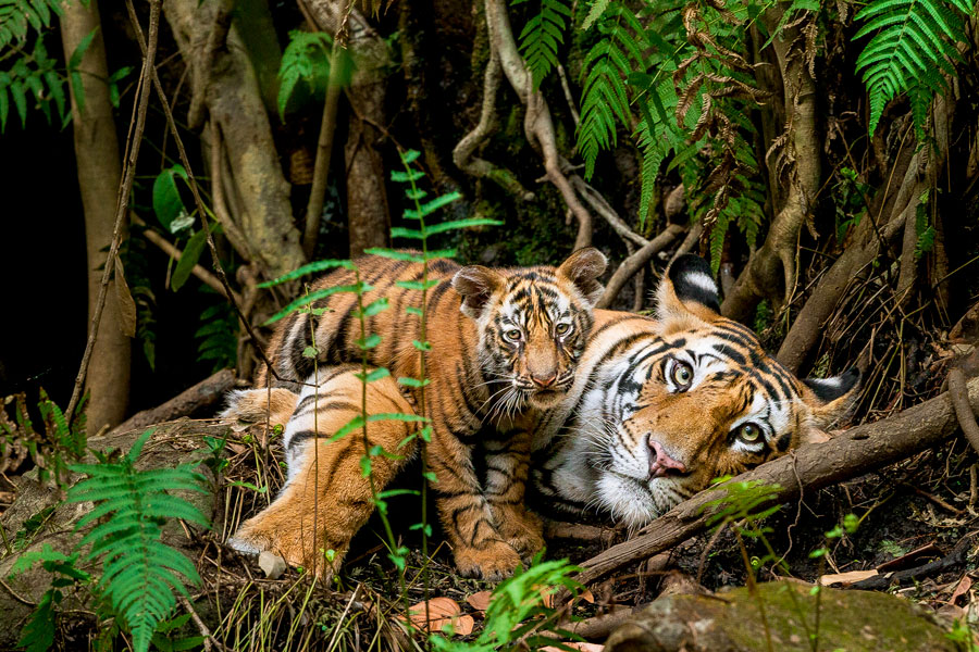 DisneyParks's tweet photo. Steve Winter, a @NatGeo Explorer dreamed of traveling the world someday, and now he shares his stories in @NatGeoLive across the country! 🐅 https://t.co/dqFLURFy5G #NatGeoLive #WorldTigerDay https://t.co/wHOkiOUdS5