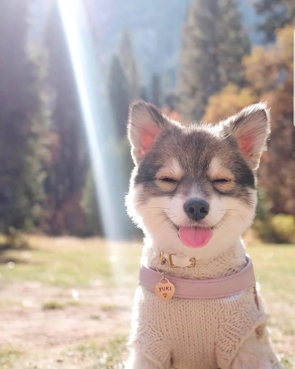 WholesomeMeme's tweet image. 